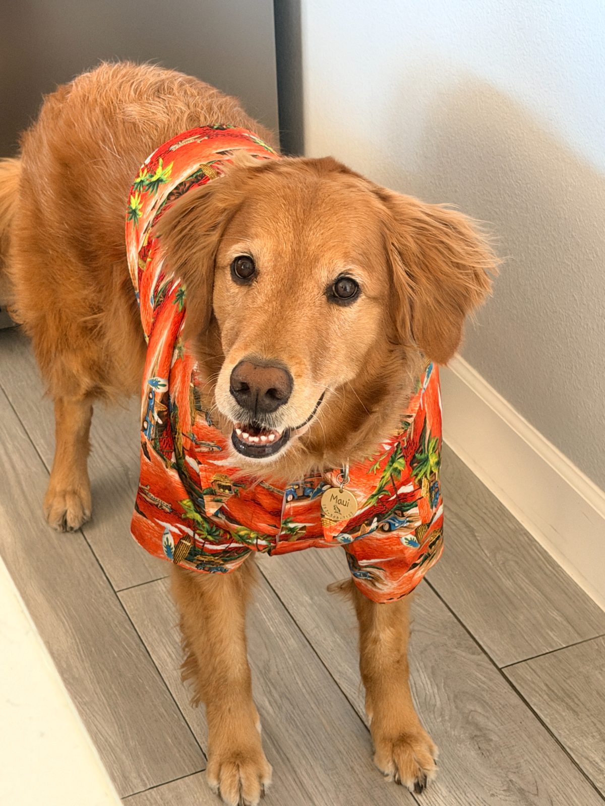 Maui the golden retriever in a red Hawaiian shirt, smiling up at the camera in the hallway